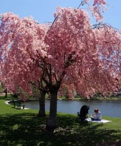 Fast Growing Trees Cherry Blossom Trees Pink Weeping Cherry Tree