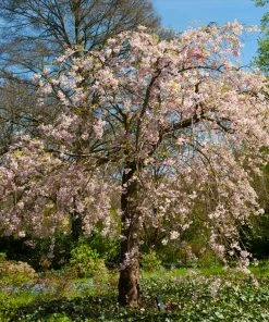 Fast Growing Trees Cherry Blossom Trees Pink Weeping Cherry Tree 10 Fast Growing Trees Cherry Blossom Trees Pink Weeping Cherry Tree