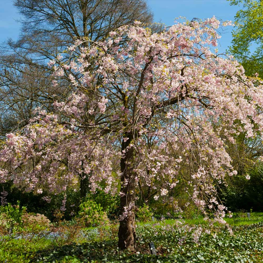 Fast Growing Trees Cherry Blossom Trees Pink Weeping Cherry Tree 6 Fast Growing Trees Cherry Blossom Trees Pink Weeping Cherry Tree
