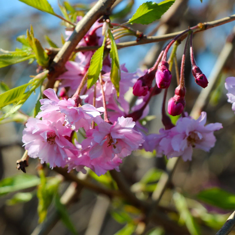 Fast Growing Trees Cherry Blossom Trees Pink Weeping Cherry Tree 7 Fast Growing Trees Cherry Blossom Trees Pink Weeping Cherry Tree