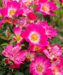 Fast Growing Trees Pink Drift® Rose