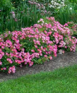 Fast Growing Trees Pink Drift® Rose