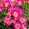 Fast Growing Trees Pink Drift® Rose
