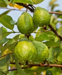 Fast Growing Trees Tropical Pink Guava Tree 8 Fast Growing Trees Tropical Pink Guava Tree