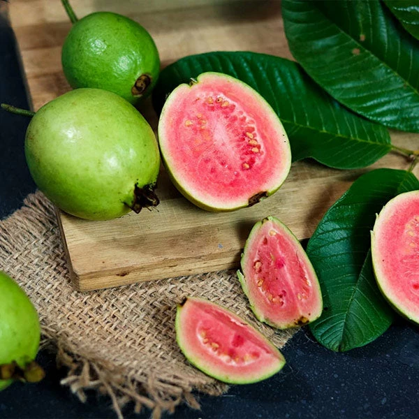 Fast Growing Trees Tropical Pink Guava Tree 3 Fast Growing Trees Tropical Pink Guava Tree