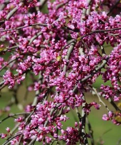 Fast Growing Trees Pink Heartbreaker Redbud Tree Redbud Trees