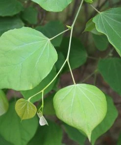 Fast Growing Trees Pink Heartbreaker Redbud Tree Redbud Trees