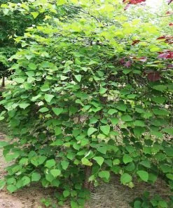 Fast Growing Trees Pink Heartbreaker Redbud Tree Redbud Trees