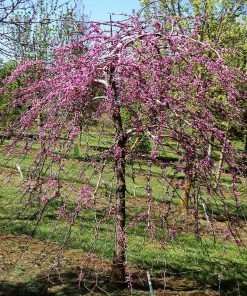 Fast Growing Trees Pink Heartbreaker Redbud Tree Redbud Trees