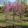 Fast Growing Trees Pink Heartbreaker Redbud Tree Redbud Trees