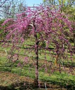 Fast Growing Trees Pink Heartbreaker Redbud Tree Redbud Trees