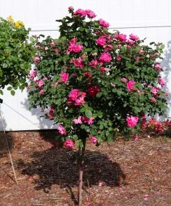 Fast Growing Trees Rose Trees Pink Knock Out® Rose Tree
