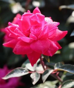 Fast Growing Trees Rose Trees Pink Knock Out® Rose Tree