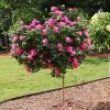 Fast Growing Trees Rose Trees Pink Knock Out® Rose Tree