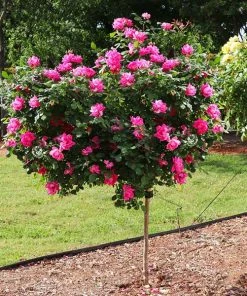 Fast Growing Trees Rose Trees Pink Knock Out® Rose Tree