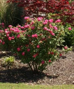 Fast Growing Trees Roses Double Pink Knock Out® Rose
