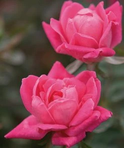 Fast Growing Trees Roses Double Pink Knock Out® Rose