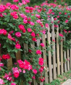 Fast Growing Trees Roses Double Pink Knock Out® Rose
