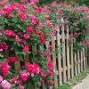 Fast Growing Trees Roses Double Pink Knock Out® Rose
