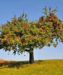 Fast Growing Trees Pink Lady® Apple Tree