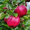 Fast Growing Trees Pink Lady® Apple Tree