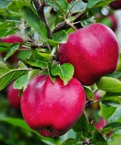 Fast Growing Trees Pink Lady® Apple Tree
