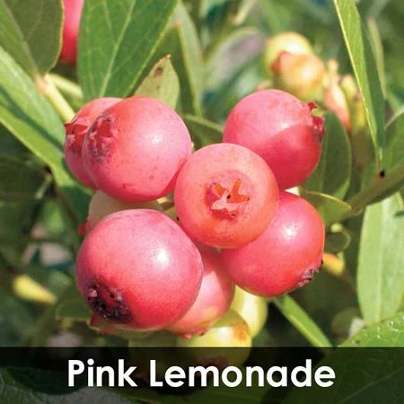 Fast Growing Trees 3-in-1 Blueberry Bush (Northern Highbush) Blueberry Bushes 7 Fast Growing Trees 3-in-1 Blueberry Bush (Northern Highbush) Blueberry Bushes