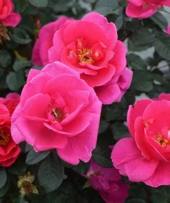 Fast Growing Trees Rose Trees Pink Miracle™ Rose Tree