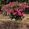 Fast Growing Trees Rose Trees Pink Miracle™ Rose Tree