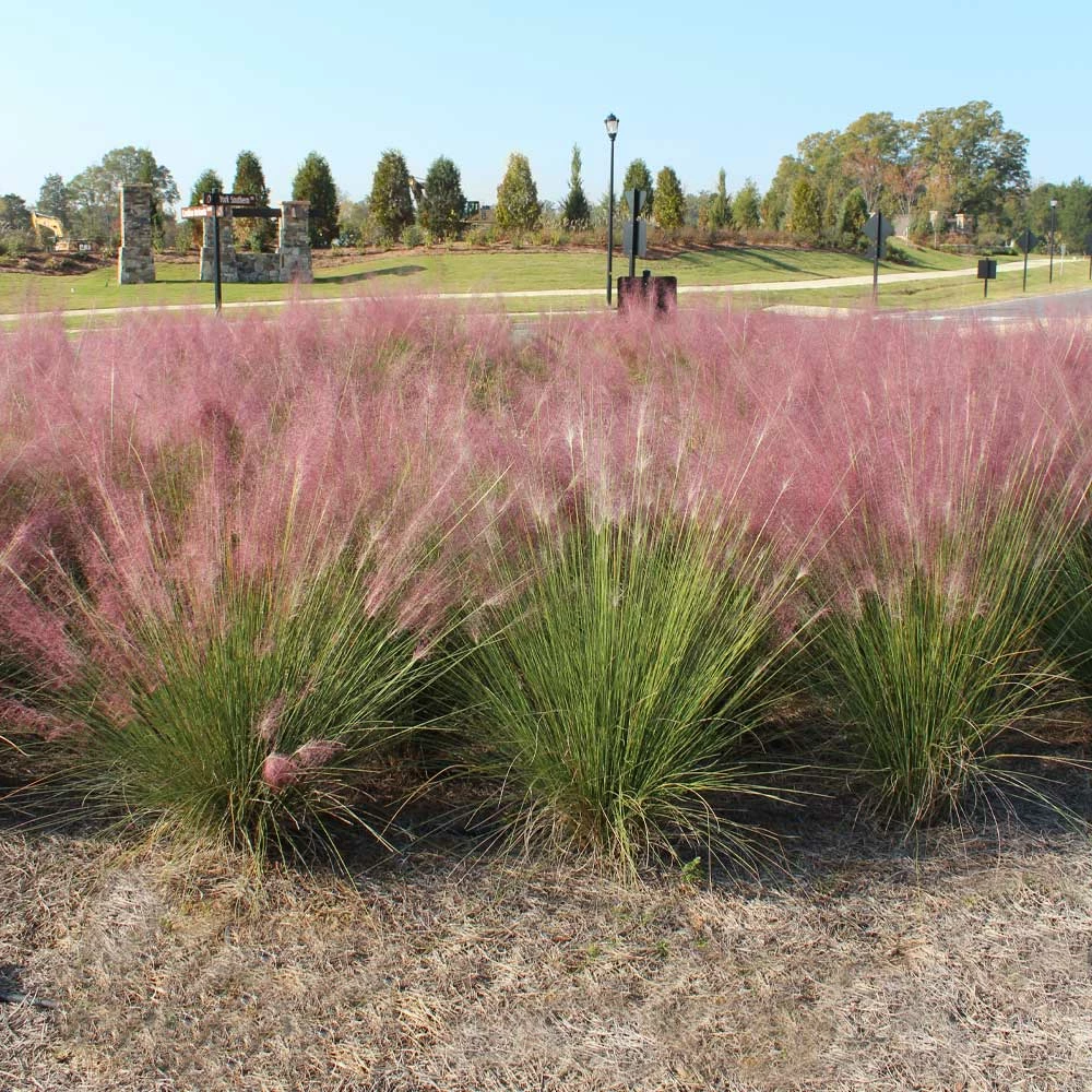 Fast Growing Trees Pink Muhly Grass Ornamental Grasses 5 Fast Growing Trees Pink Muhly Grass Ornamental Grasses
