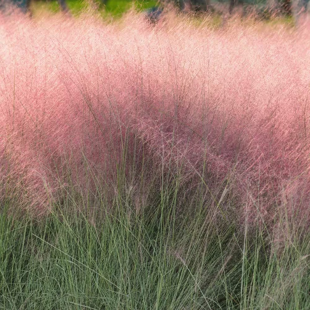 Fast Growing Trees Pink Muhly Grass Ornamental Grasses 6 Fast Growing Trees Pink Muhly Grass Ornamental Grasses