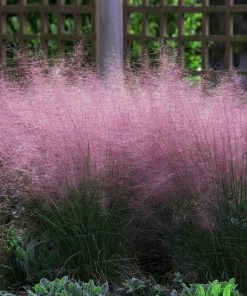 Fast Growing Trees Pink Muhly Grass Ornamental Grasses 9 Fast Growing Trees Pink Muhly Grass Ornamental Grasses