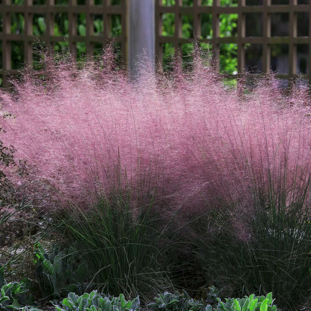 Fast Growing Trees Pink Muhly Grass Ornamental Grasses 4 Fast Growing Trees Pink Muhly Grass Ornamental Grasses