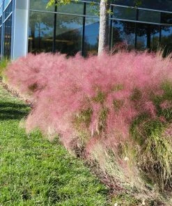 Fast Growing Trees Pink Muhly Grass Ornamental Grasses 12 Fast Growing Trees Pink Muhly Grass Ornamental Grasses