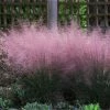 Fast Growing Trees Pink Muhly Grass Ornamental Grasses