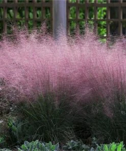 Fast Growing Trees Pink Muhly Grass Ornamental Grasses