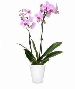 Fast Growing Trees Orchid Plant In White Pot