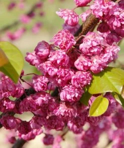 Fast Growing Trees Pink Pom Poms' Redbud Tree Redbud Trees