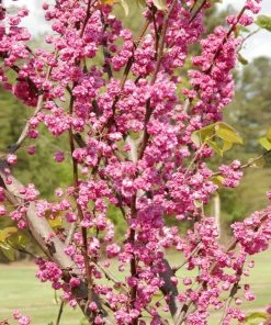 Fast Growing Trees Pink Pom Poms' Redbud Tree Redbud Trees