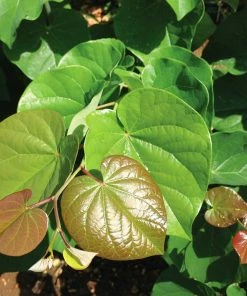 Fast Growing Trees Pink Pom Poms' Redbud Tree Redbud Trees