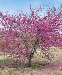 Fast Growing Trees Pink Pom Poms' Redbud Tree Redbud Trees
