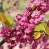 Fast Growing Trees Pink Pom Poms' Redbud Tree Redbud Trees