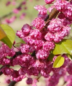 Fast Growing Trees Pink Pom Poms' Redbud Tree Redbud Trees