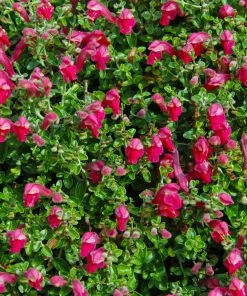 Fast Growing Trees Pink Skullcap Shrub