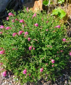 Fast Growing Trees Pink Skullcap Shrub