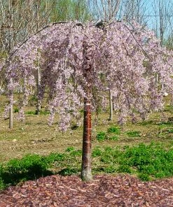 Fast Growing Trees Pink Snow Showers™ Weeping Cherry Tree Cherry Blossom Trees