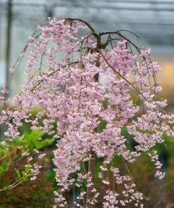 Fast Growing Trees Pink Snow Showers™ Weeping Cherry Tree Cherry Blossom Trees