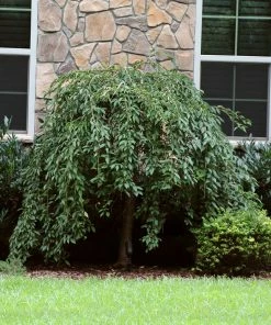 Fast Growing Trees Pink Snow Showers™ Weeping Cherry Tree Cherry Blossom Trees