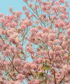 Fast Growing Trees Pink Trumpet Tree