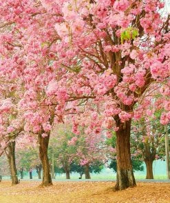 Fast Growing Trees Pink Trumpet Tree